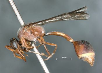 Media type: image;   Entomology 33196 Aspect: habitus lateral view